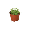 Succulent 'String of Dolphins' - Holiday Corner