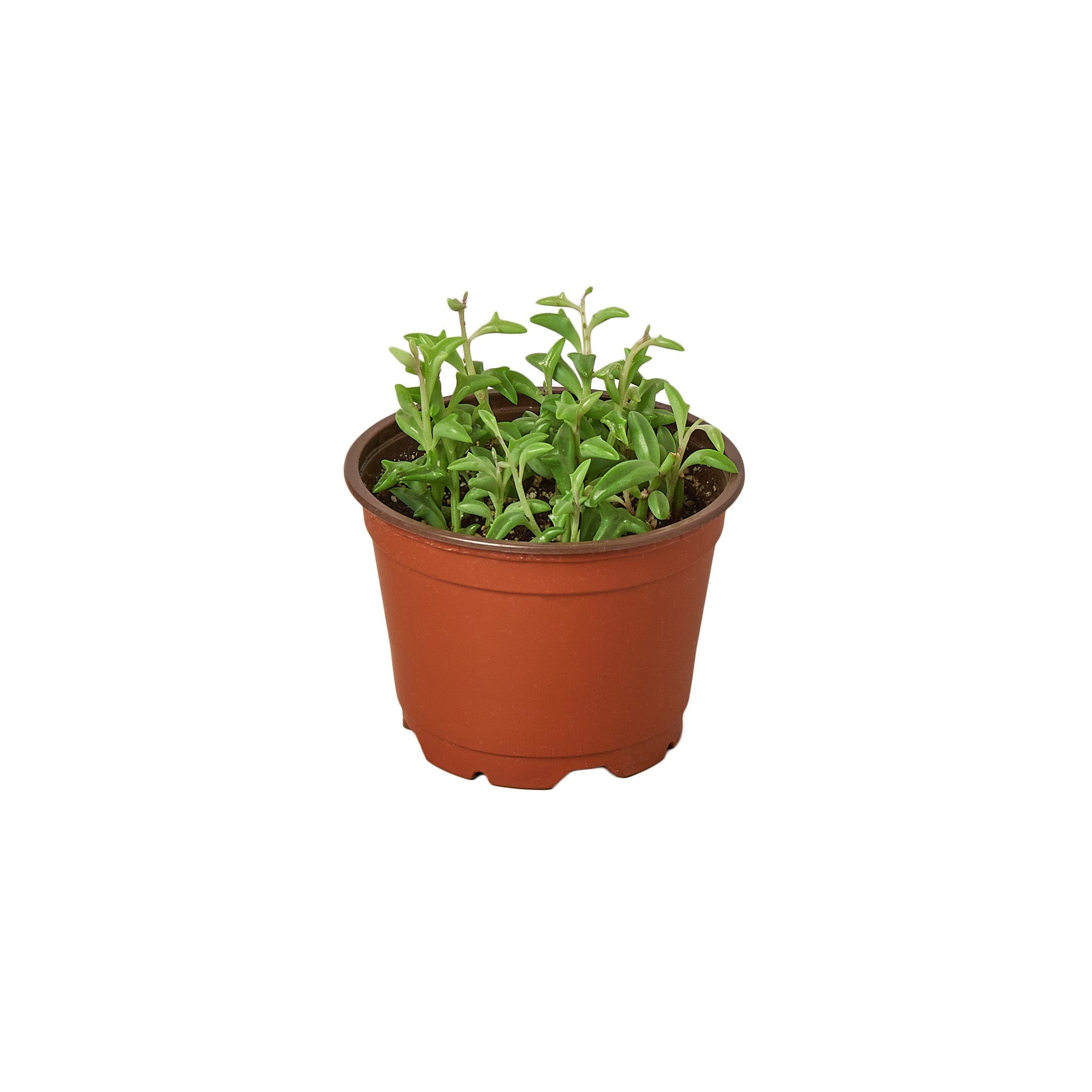 Succulent 'String of Dolphins' - Holiday Corner