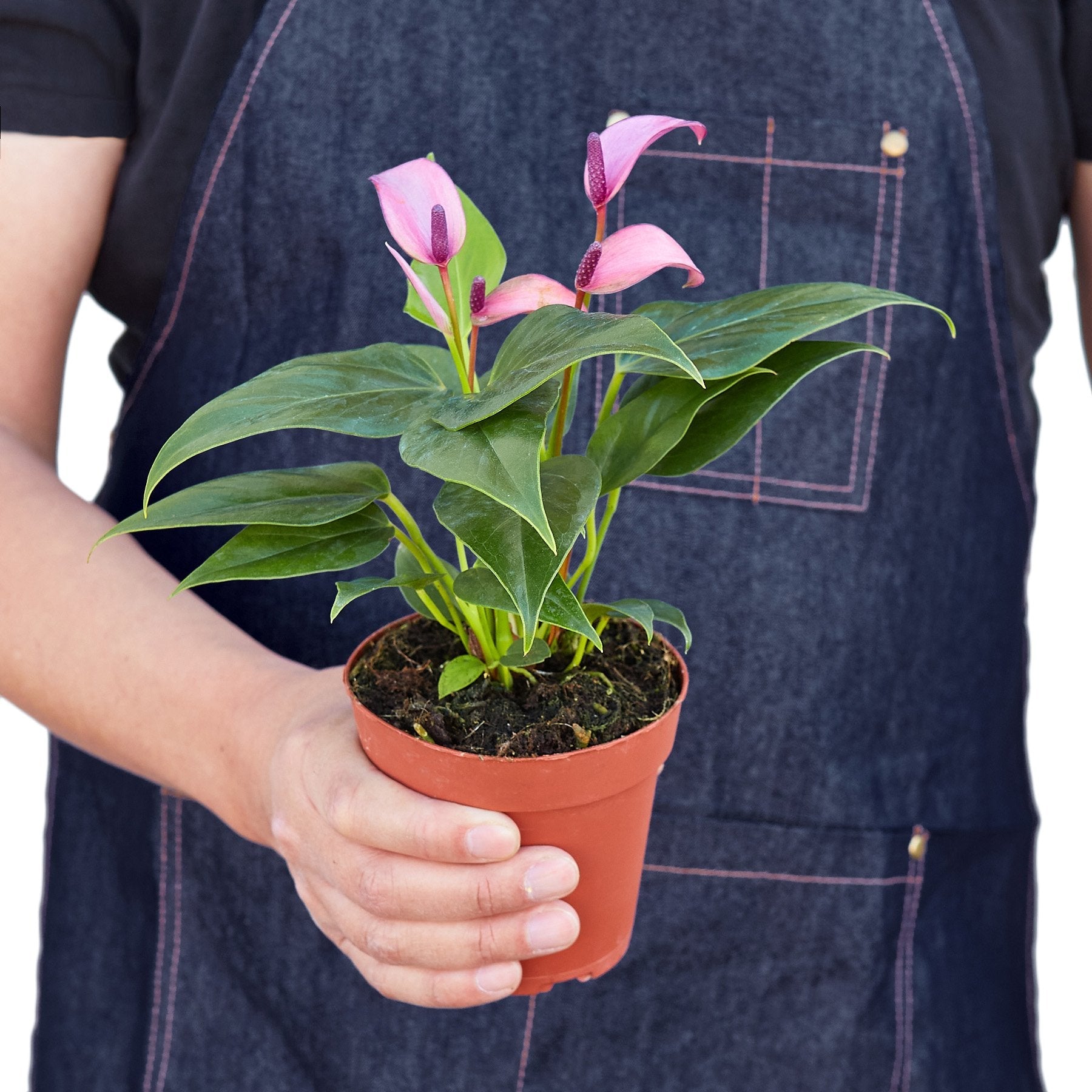 Anthurium 'Purple' - Holiday Corner