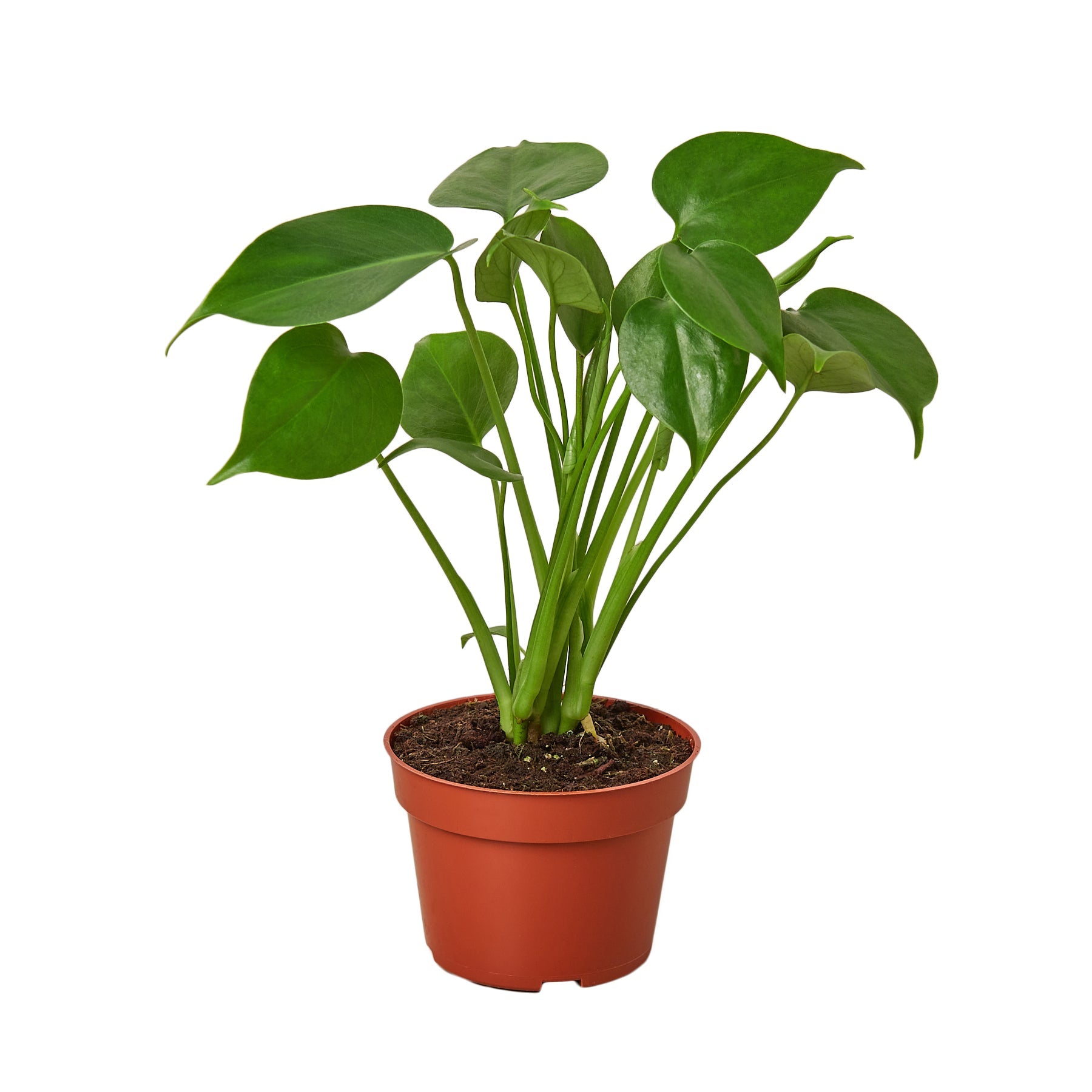 Philodendron Monstera Split-Leaf - Holiday Corner