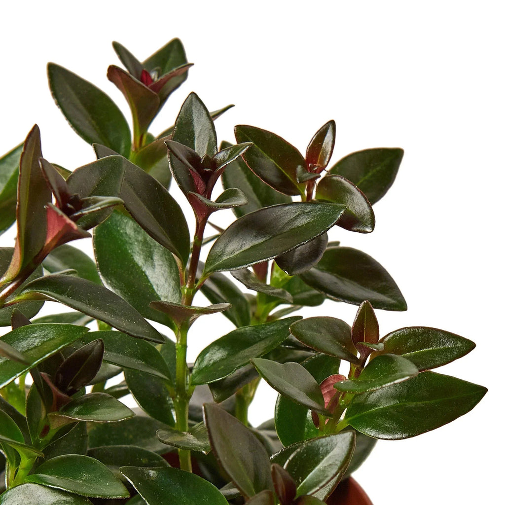 Nematanthus Black Goldfish Plant - Holiday Corner