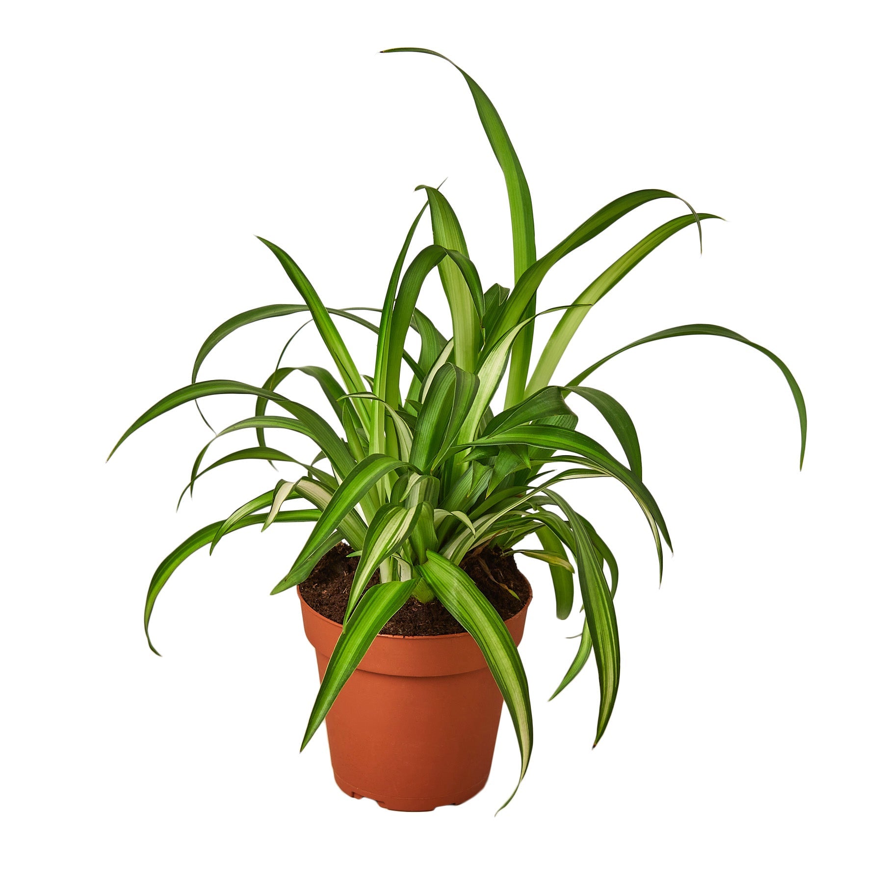 Spider Plant Hawaiian - Holiday Corner