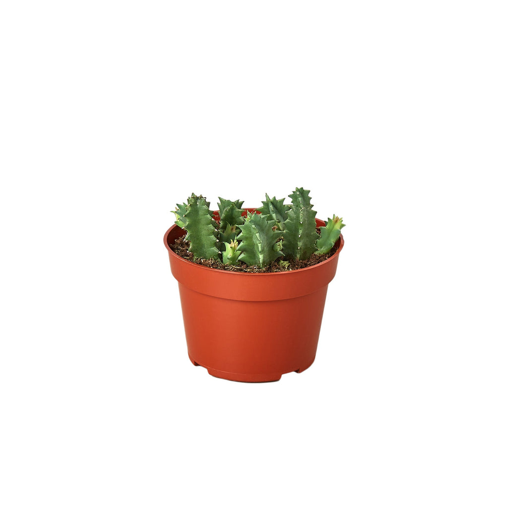 Lifesaver Cactus - Holiday Corner