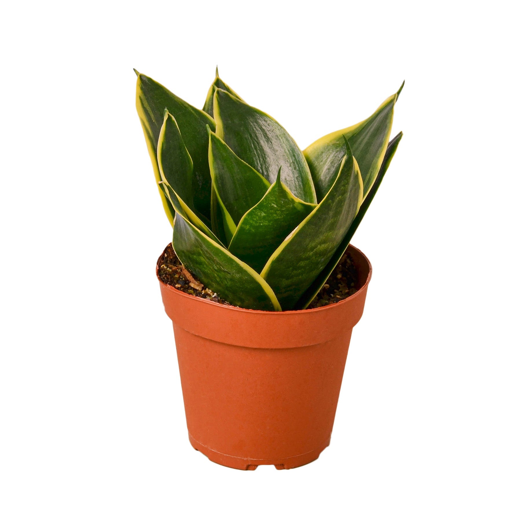 Snake Plant Emerald Star - Holiday Corner