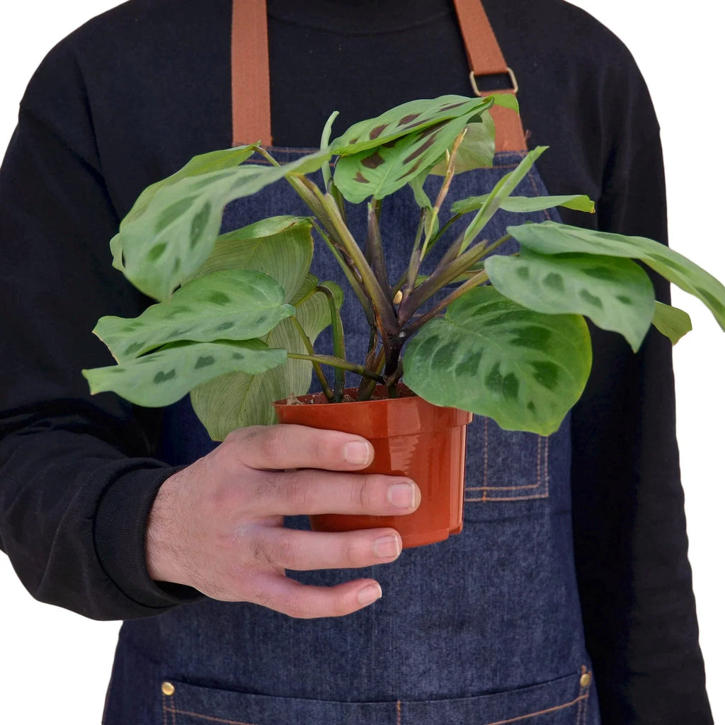 Maranta 'Leuconeura' - Holiday Corner