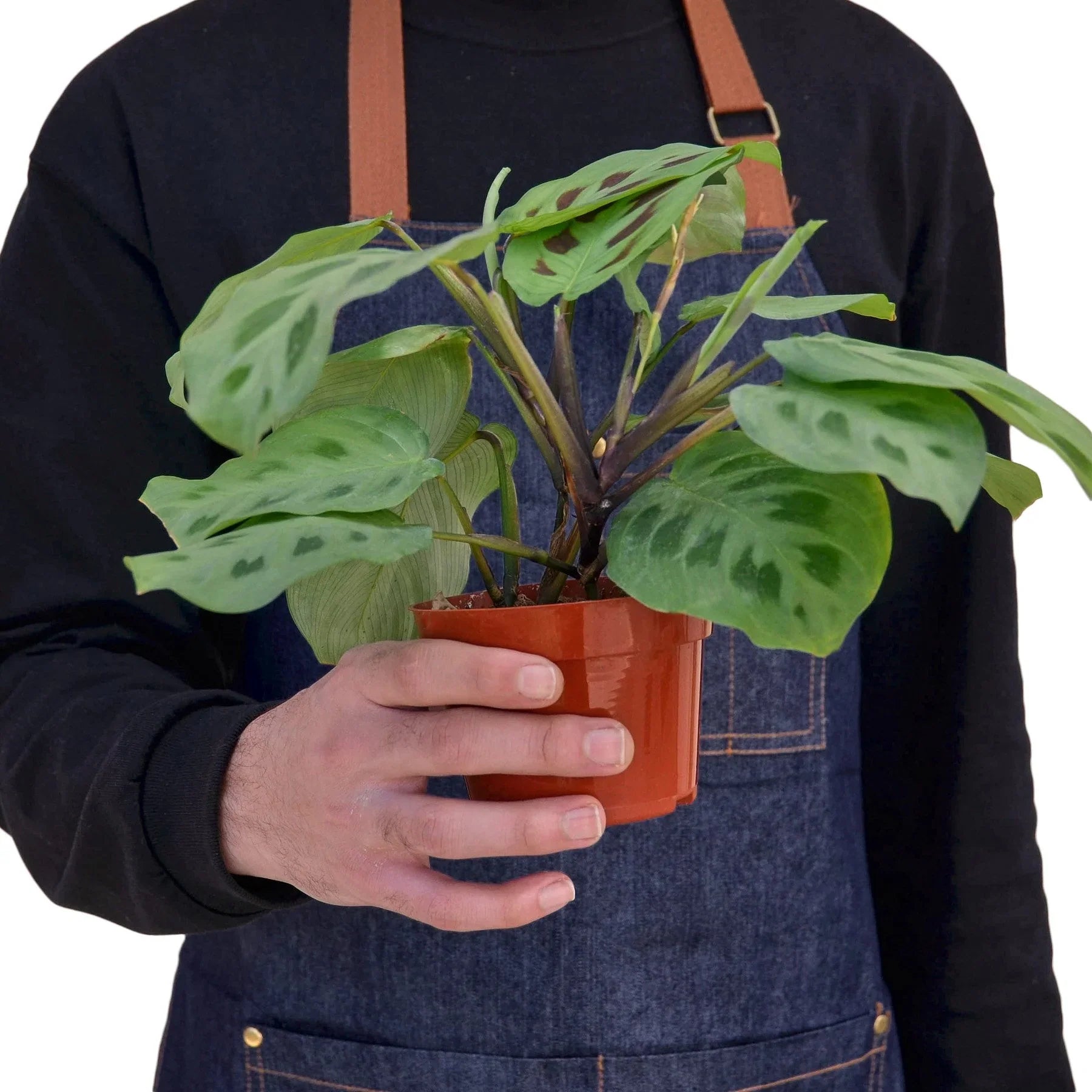 Maranta 'Leuconeura' - Holiday Corner