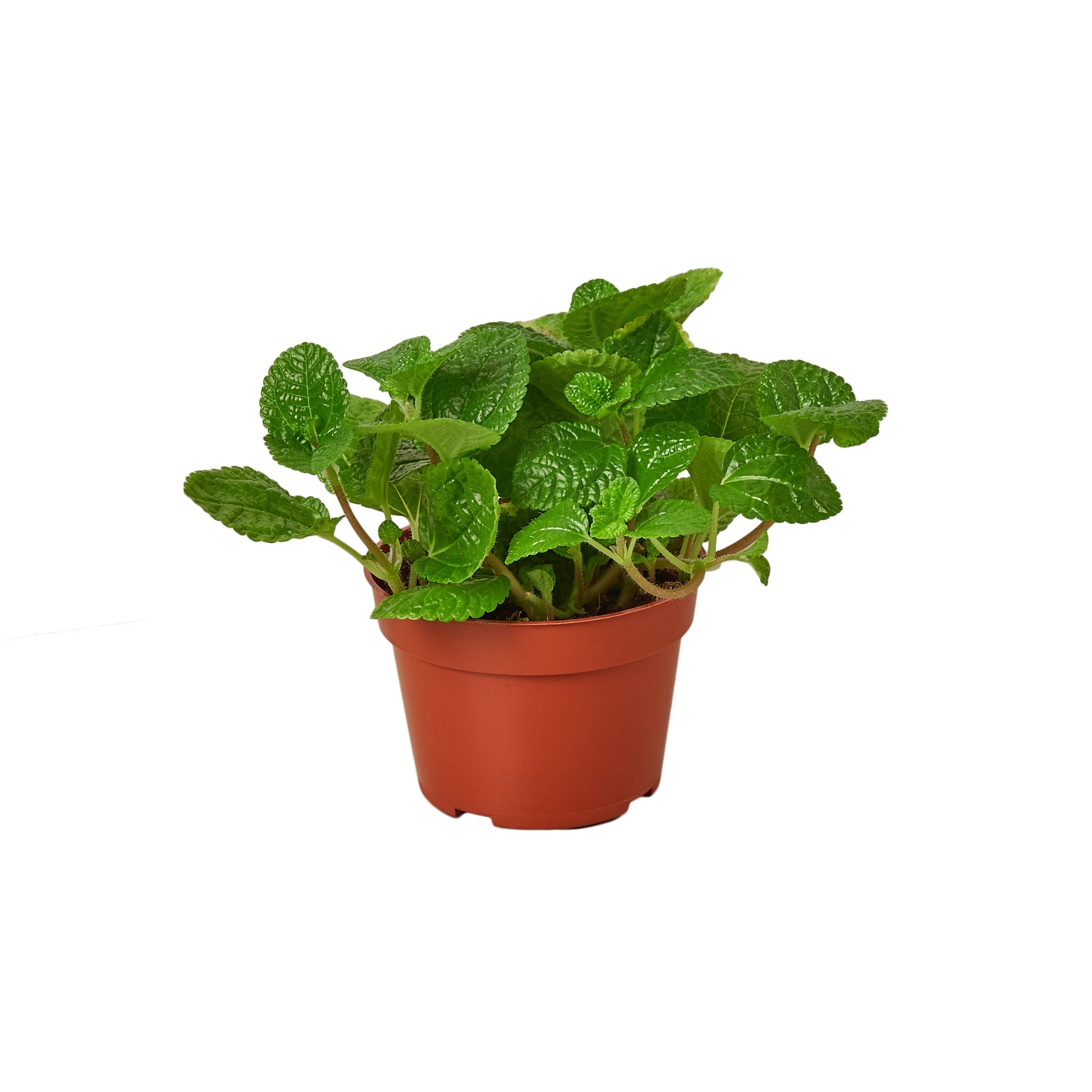 Pilea 'Crinkle' - Holiday Corner
