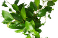 Ficus 'Benjamina' - 6" Pot - Holiday Corner