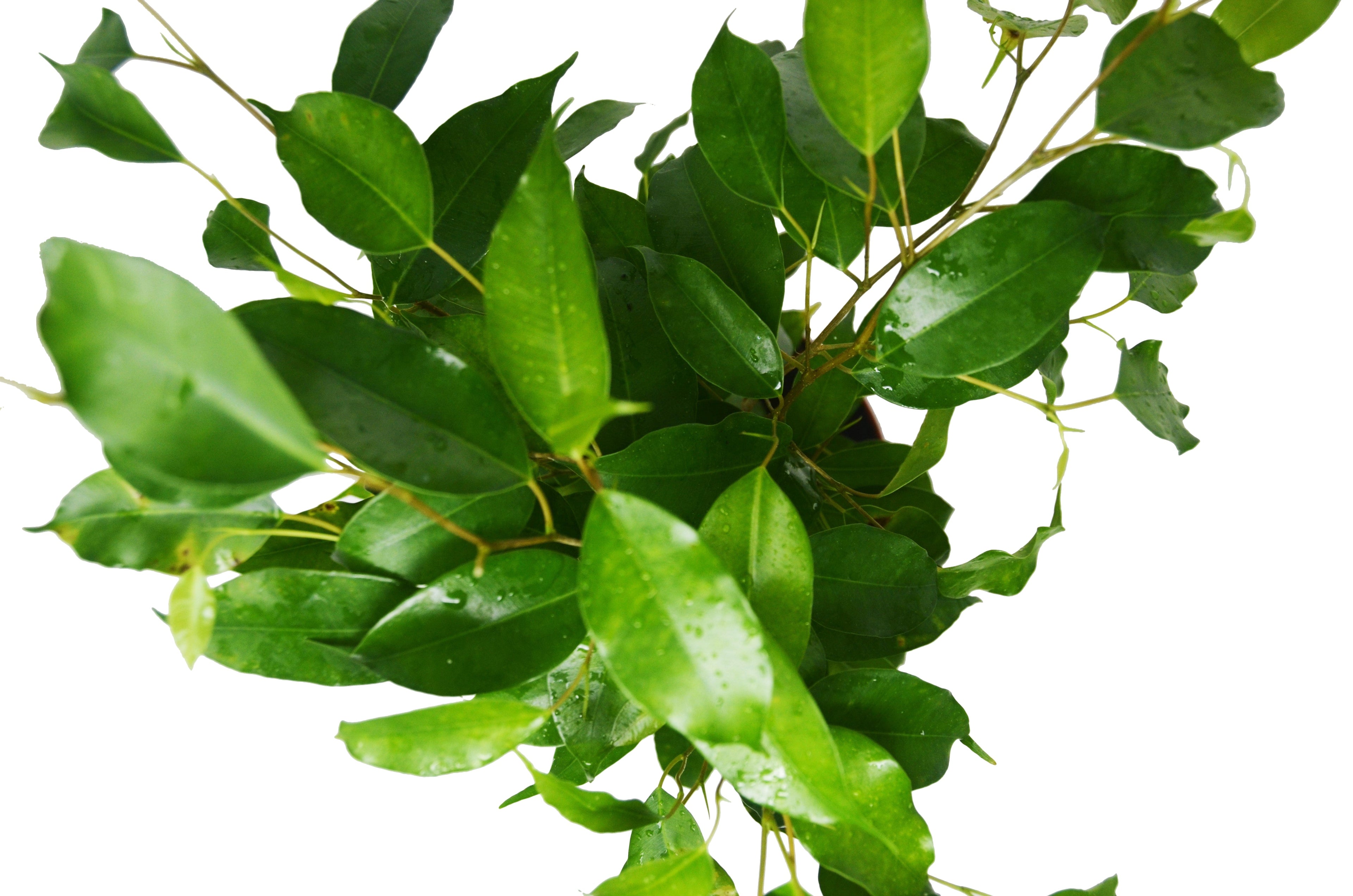 Ficus 'Benjamina' - 6" Pot - Holiday Corner