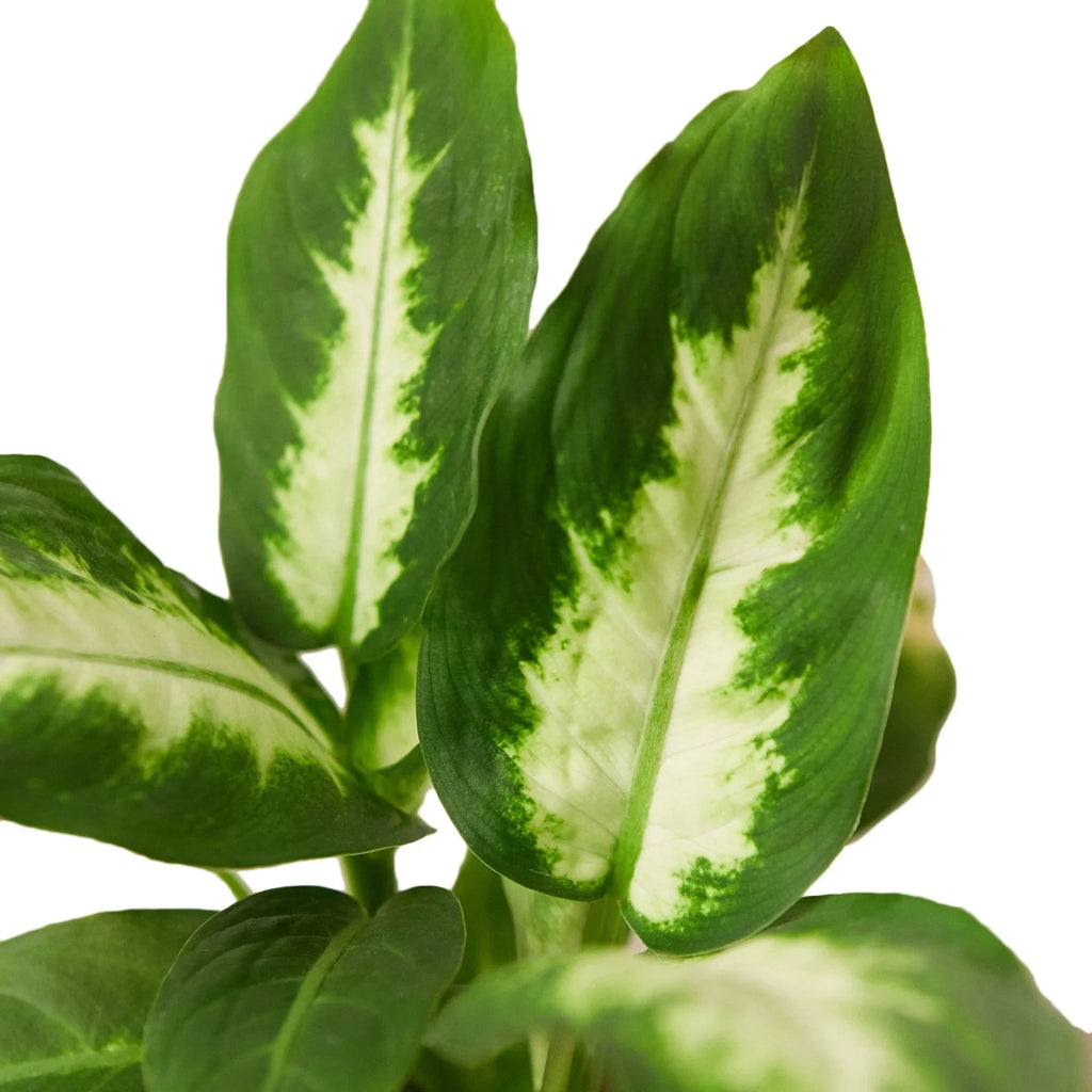 Dieffenbachia Camille - Holiday Corner