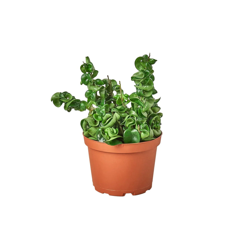 Hoya Rope Plant - Holiday Corner