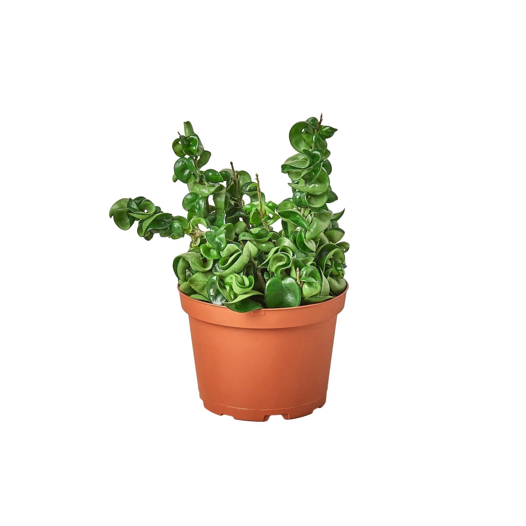 Hoya Rope Plant - Holiday Corner