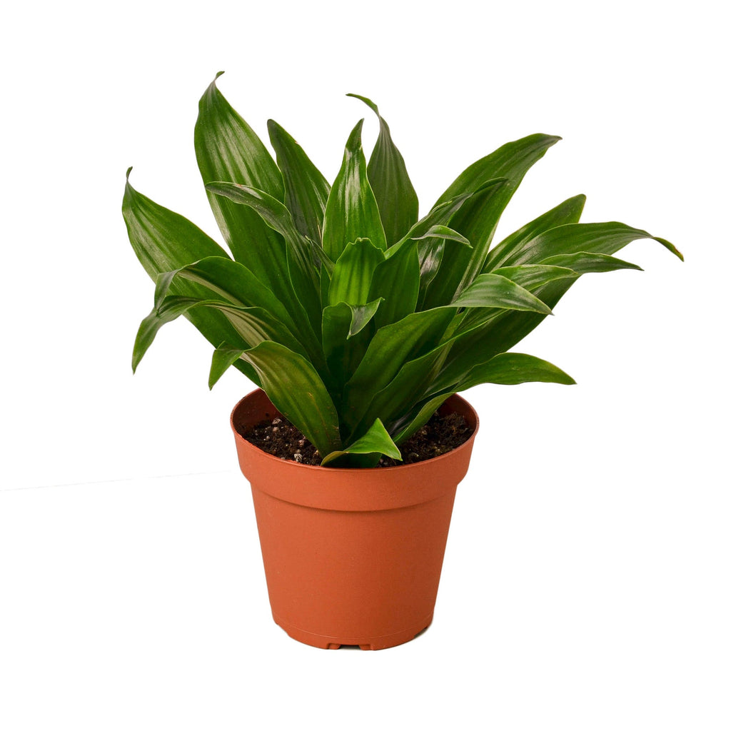 Dracaena 'Janet Craig' - Holiday Corner