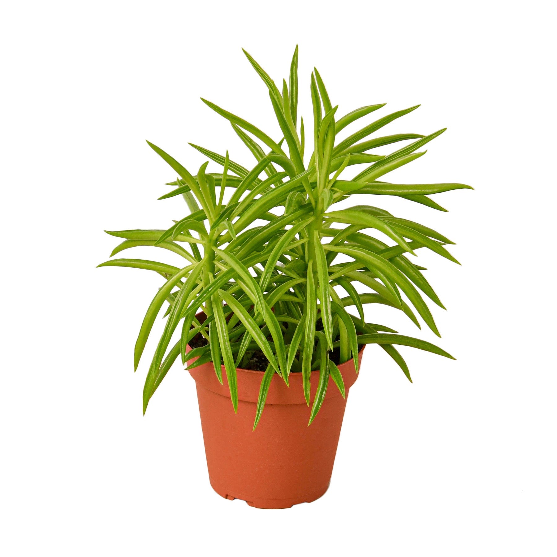 Peperomia 'Green Bean' - Holiday Corner