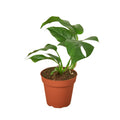 Philodendron Mini Monstera Minima - Holiday Corner