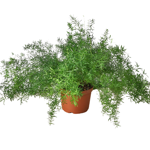 Fern 'Sprengeri' - Holiday Corner