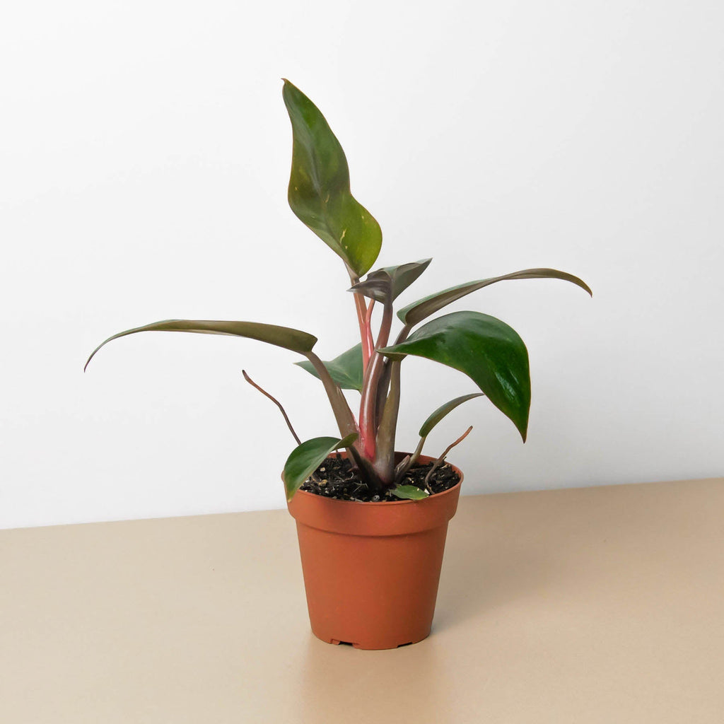 Philodendron 'Birkin Pink' - Holiday Corner