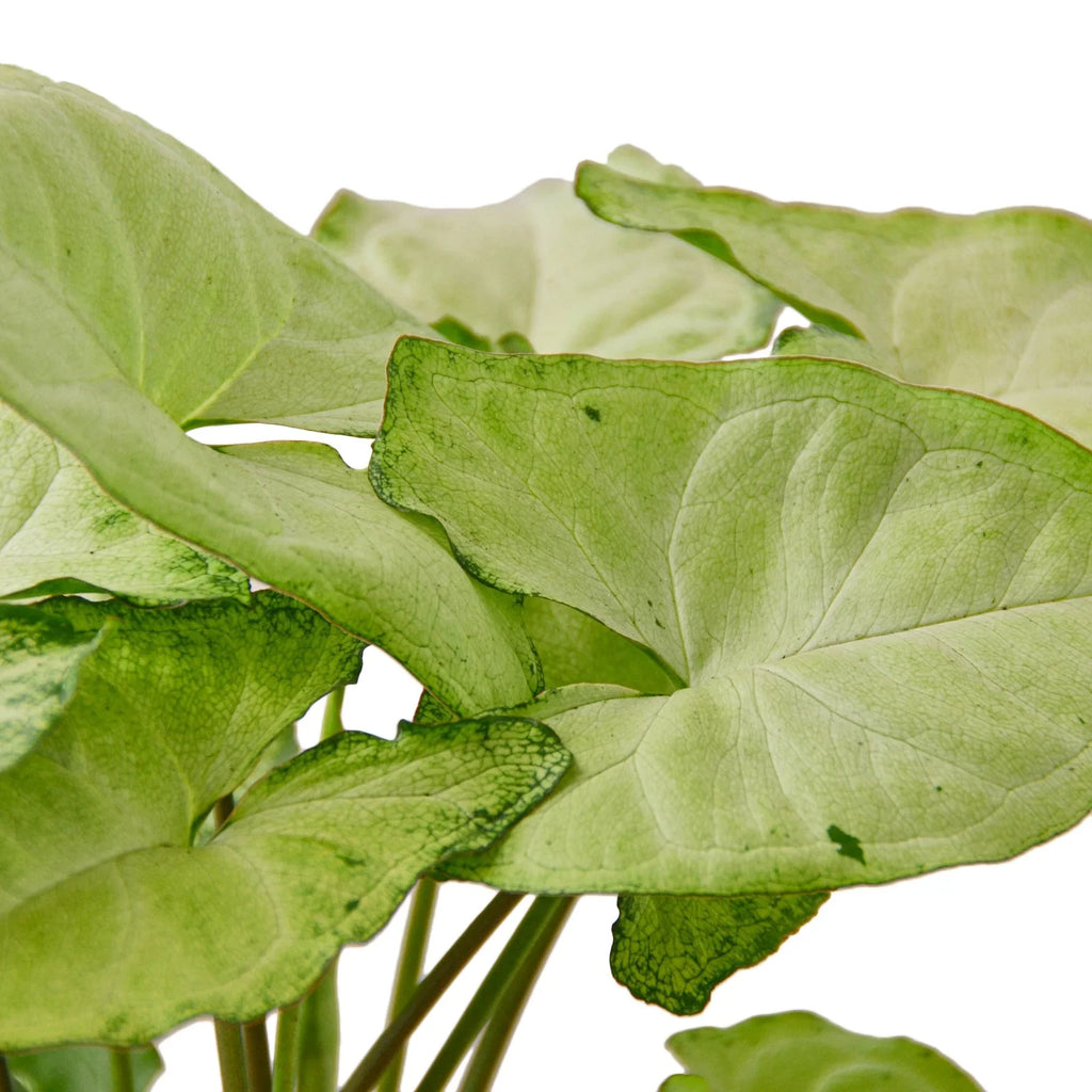 Syngonium White Butterfly - Holiday Corner