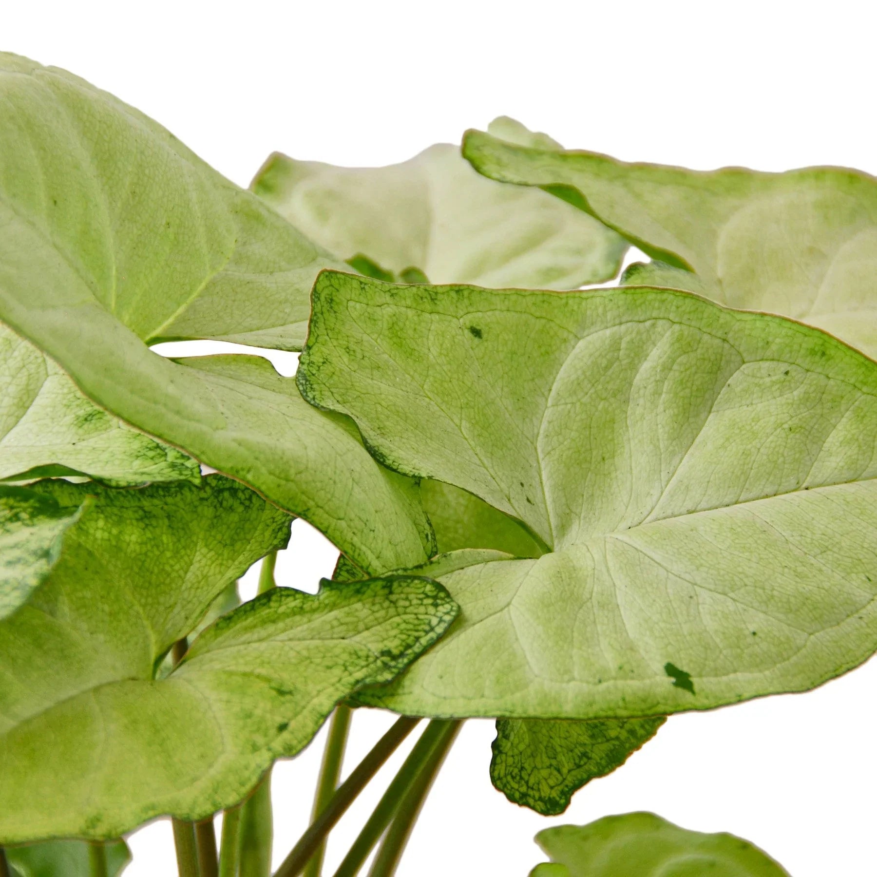Syngonium White Butterfly - Holiday Corner