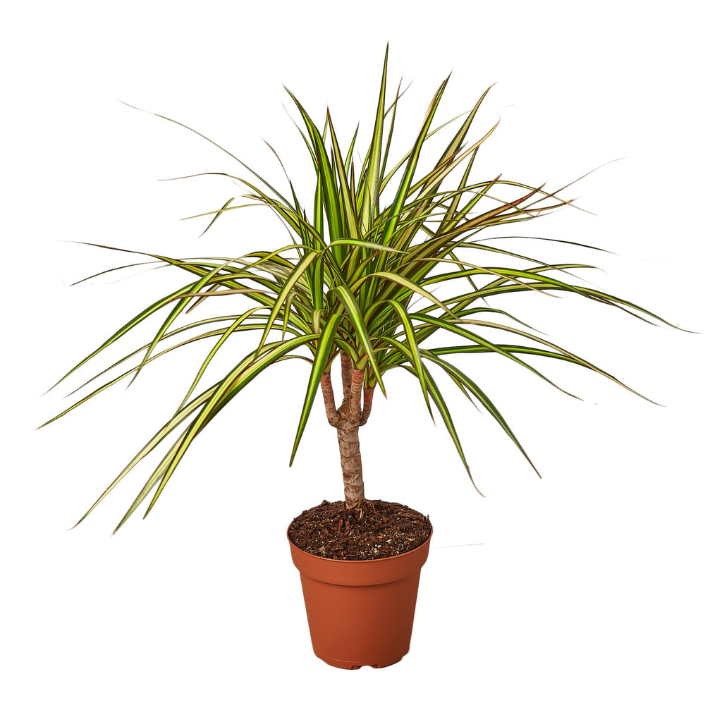 Dracaena Marginata 'Sunshine' - Holiday Corner