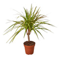Dracaena Marginata 'Sunshine' - Holiday Corner