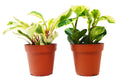 2 Peperomia Plants Variety Pack in 4" Pots - Baby Rubber Plants - Holiday Corner