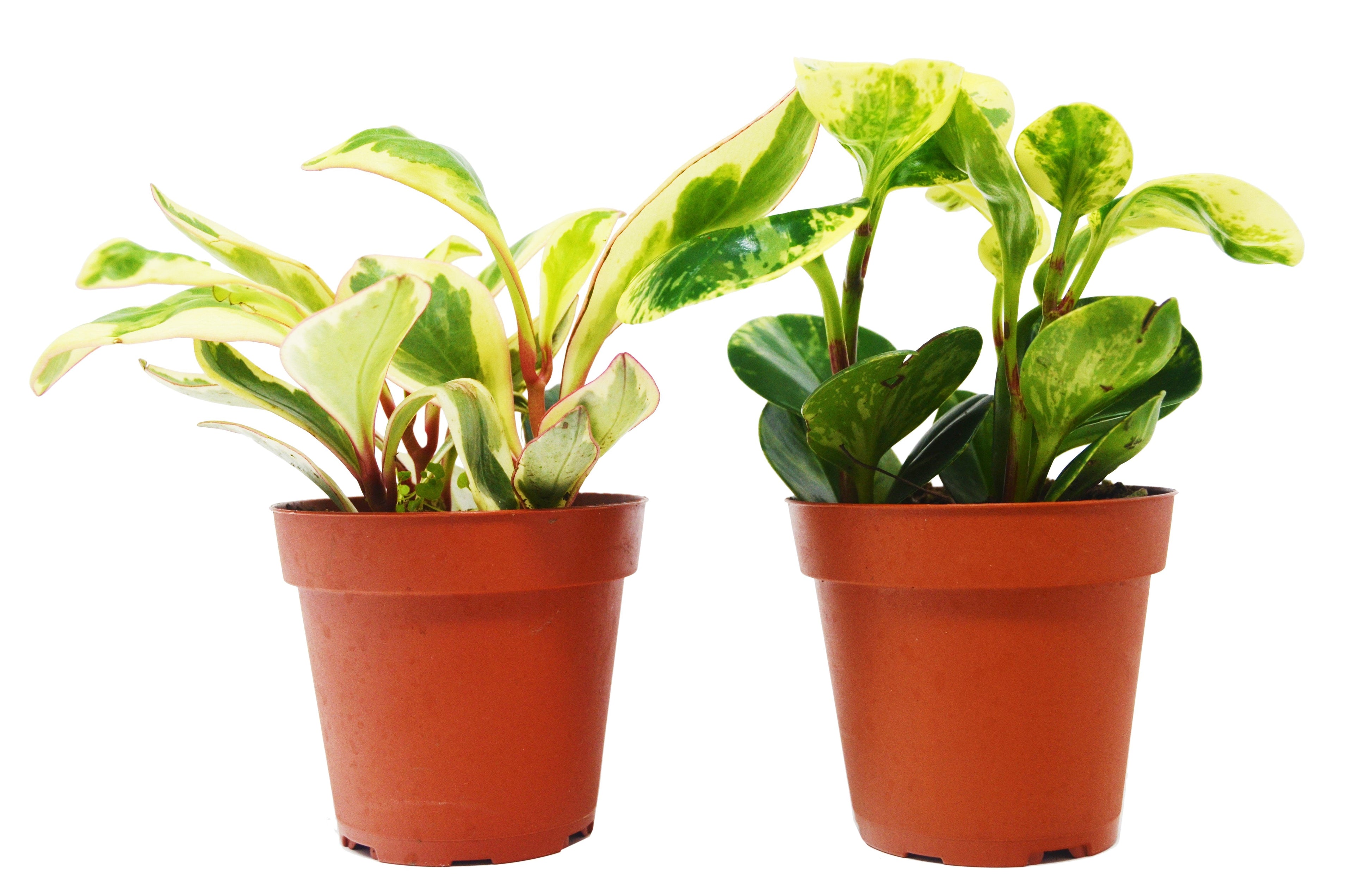 2 Peperomia Plants Variety Pack in 4" Pots - Baby Rubber Plants - Holiday Corner