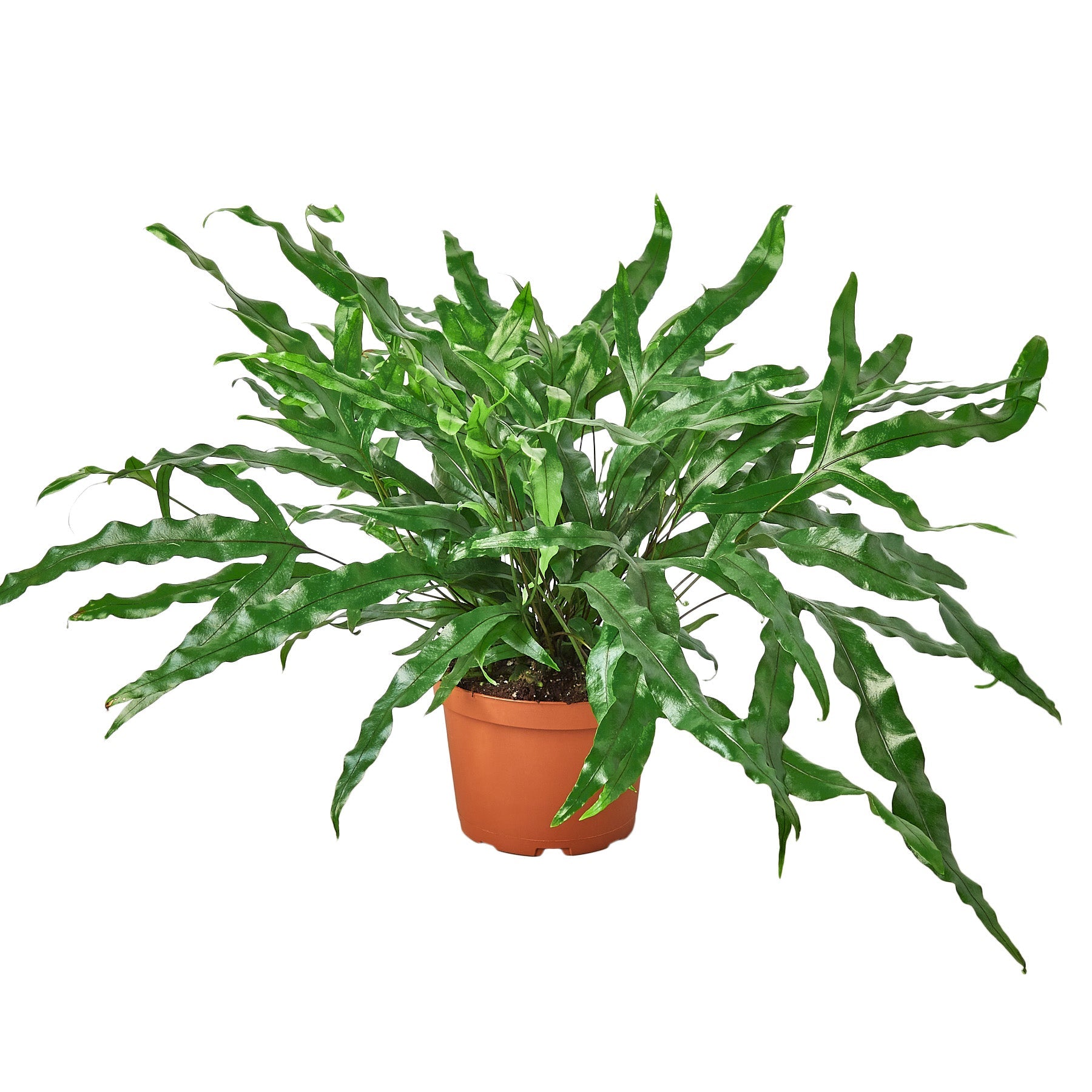 Fern 'Kangaroo Paw' - Holiday Corner