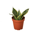 Snake Plant Laurentii Dwarf - Holiday Corner