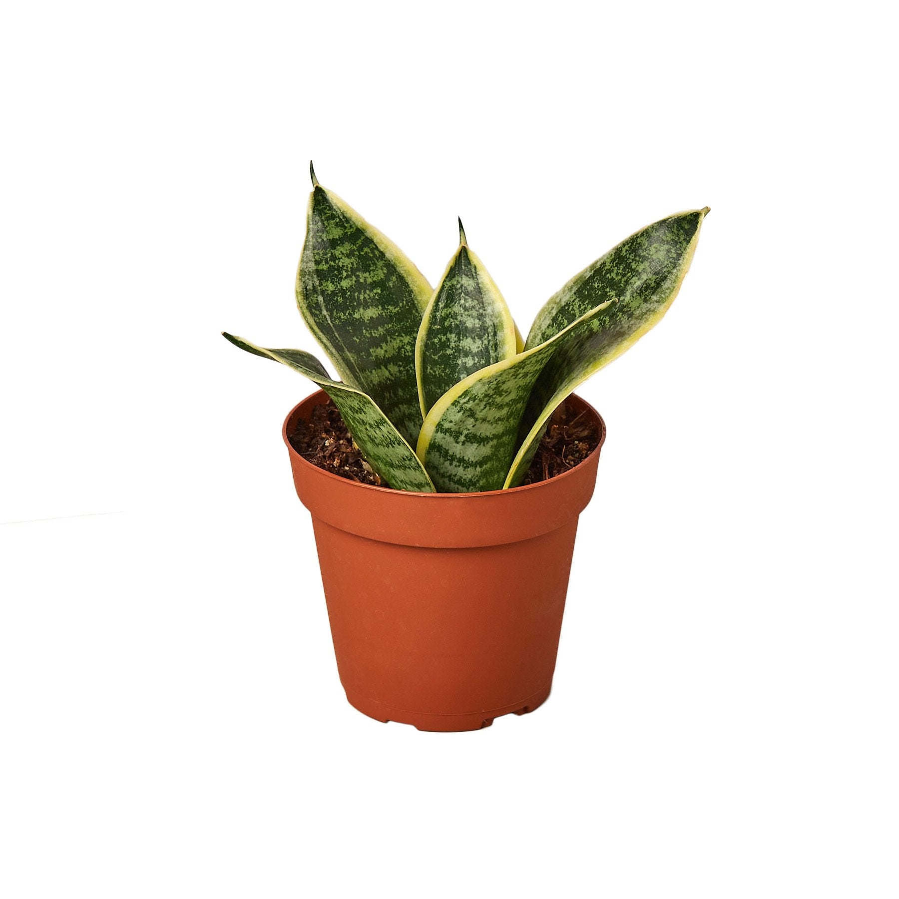 Snake Plant Laurentii Dwarf - Holiday Corner