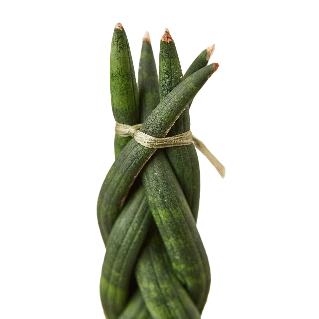 Snake Plant Braided - Holiday Corner
