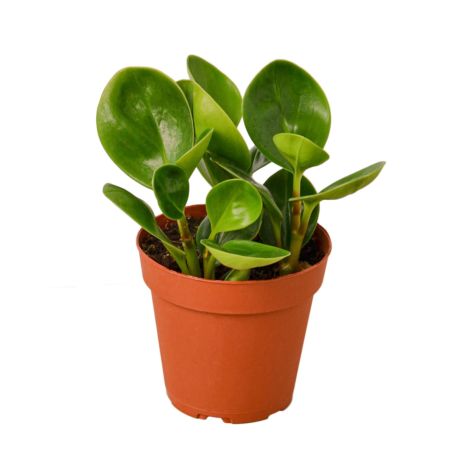 Peperomia Thailand - Holiday Corner