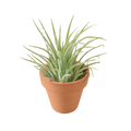 Ionantha Guatemala Tillandsia Air Plant with Terra Cotta - Holiday Corner