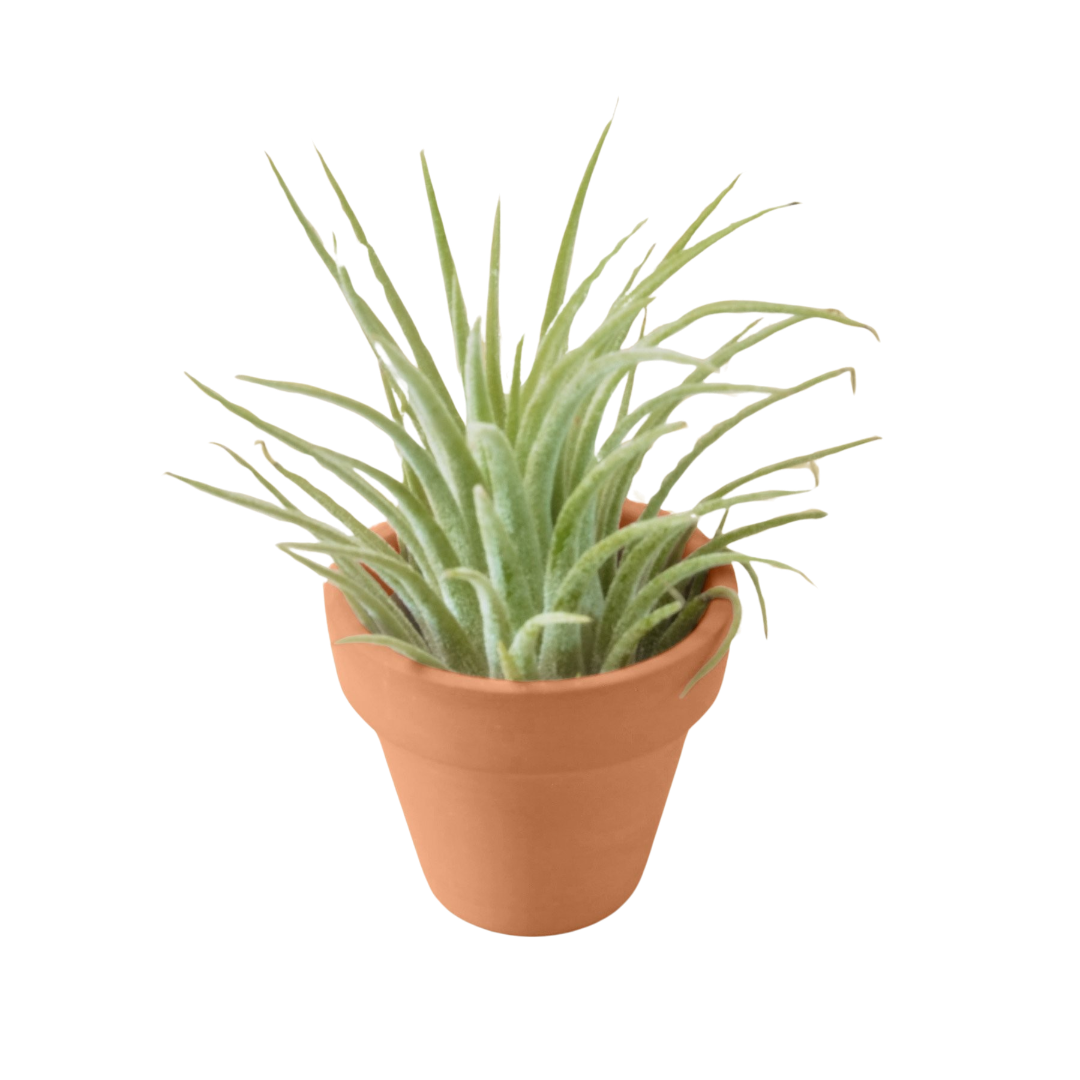 Ionantha Guatemala Tillandsia Air Plant with Terra Cotta - Holiday Corner