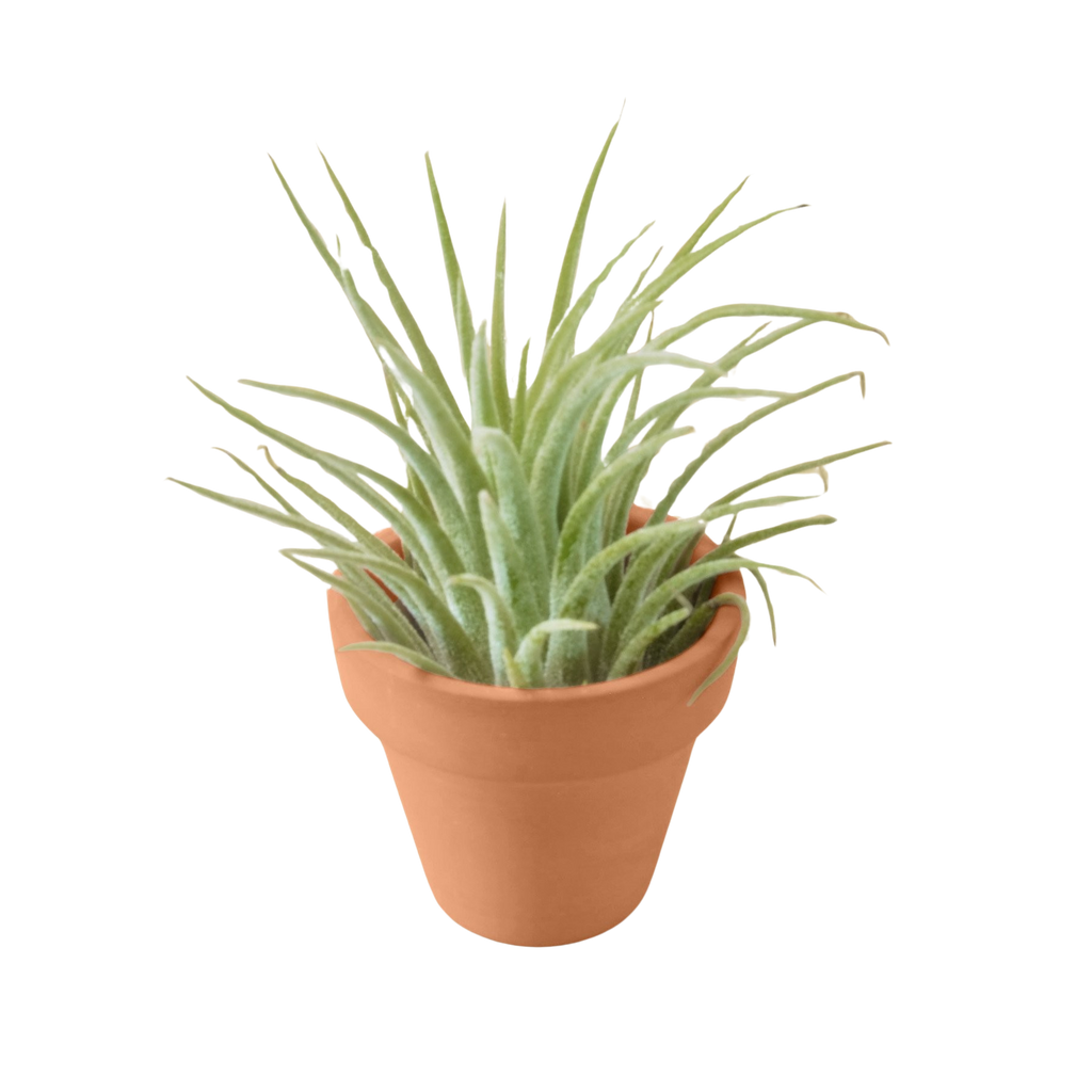 Ionantha Guatemala Tillandsia Air Plant with Terra Cotta - Holiday Corner