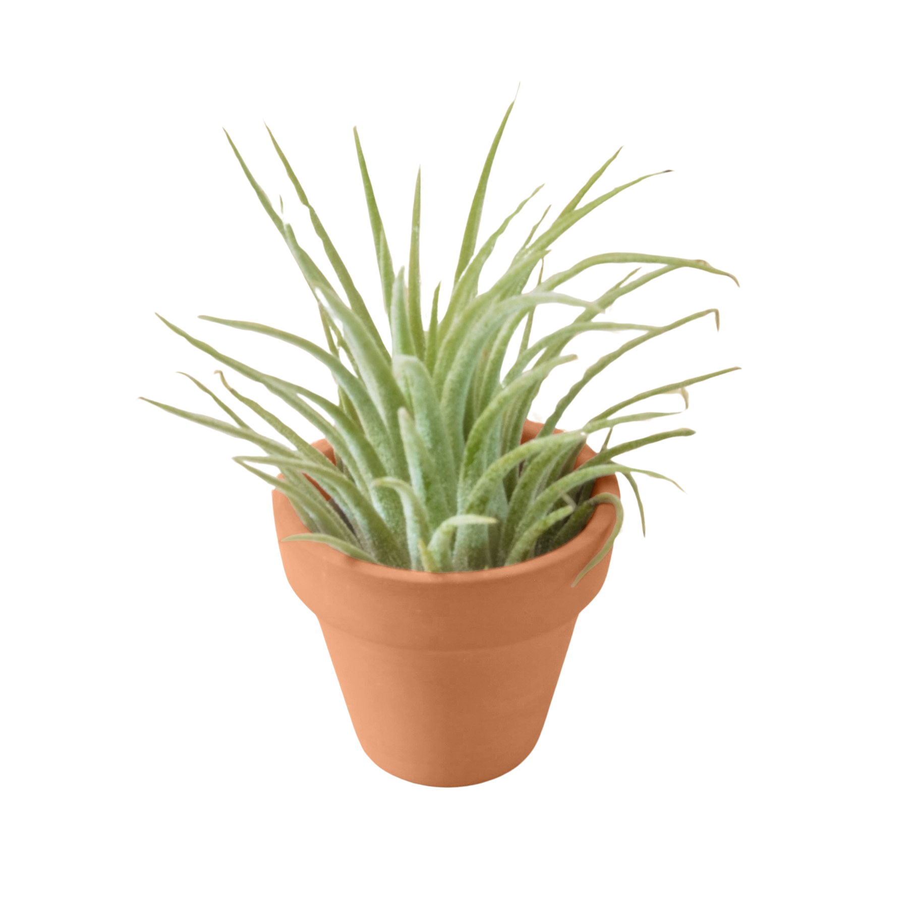 Ionantha Guatemala Tillandsia Air Plant with Terra Cotta - Holiday Corner