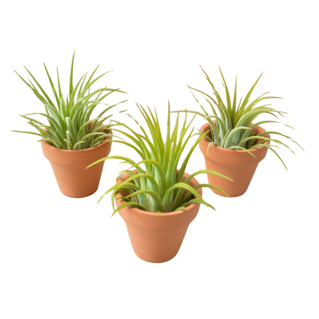 3 Ionantha Air Plants with Mini Terra Cotta Pots - Holiday Corner