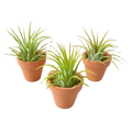 3 Ionantha Air Plants with Mini Terra Cotta Pots - Holiday Corner