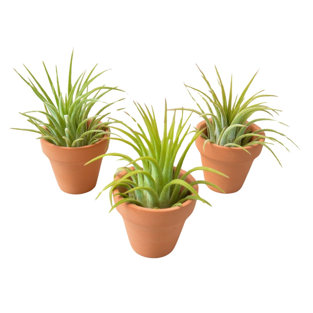3 Ionantha Air Plants with Mini Terra Cotta Pots - Holiday Corner