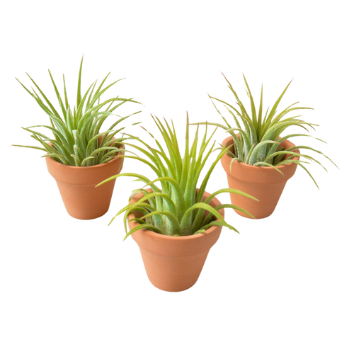 3 Ionantha Air Plants with Mini Terra Cotta Pots - Holiday Corner