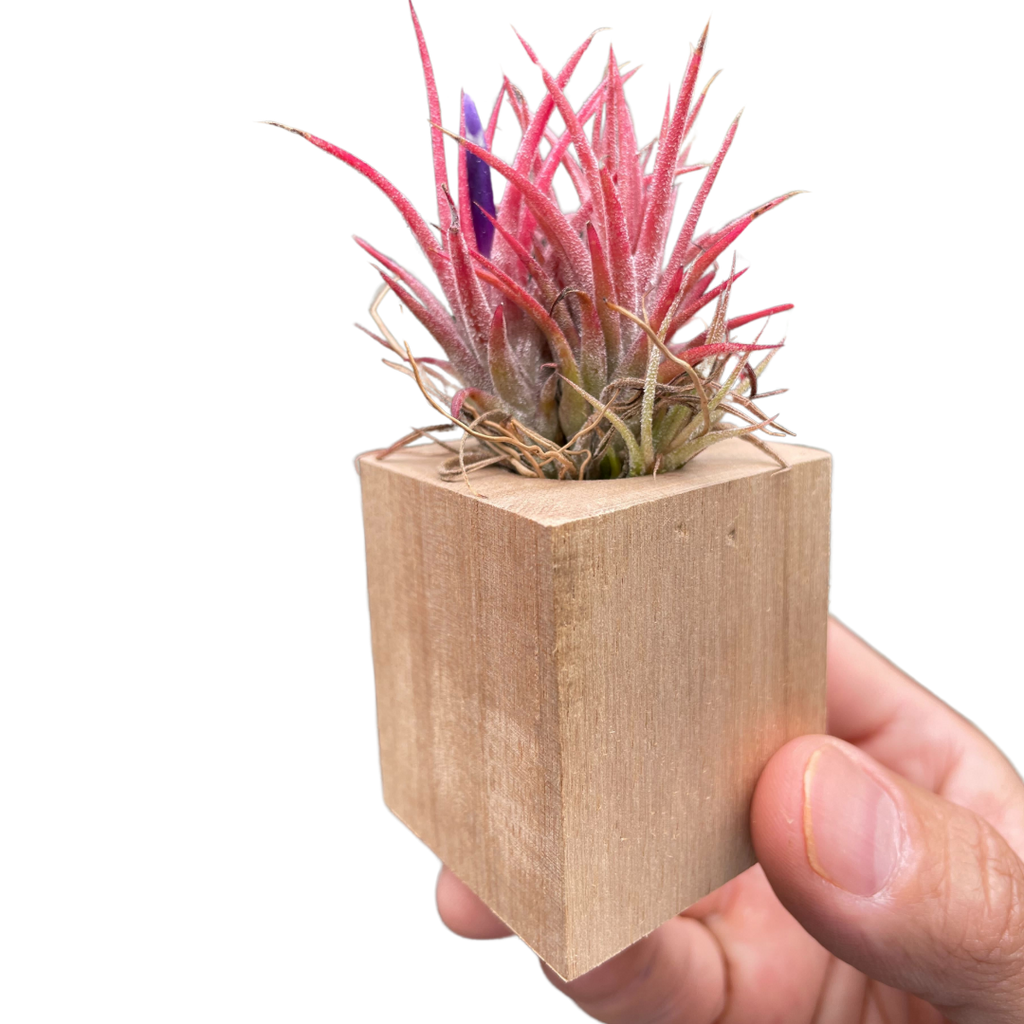 Tillandsia Air Plant Ionantha in Magnetic Wood Planter - Holiday Corner