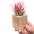 Tillandsia Air Plant Ionantha in Magnetic Wood Planter - Holiday Corner