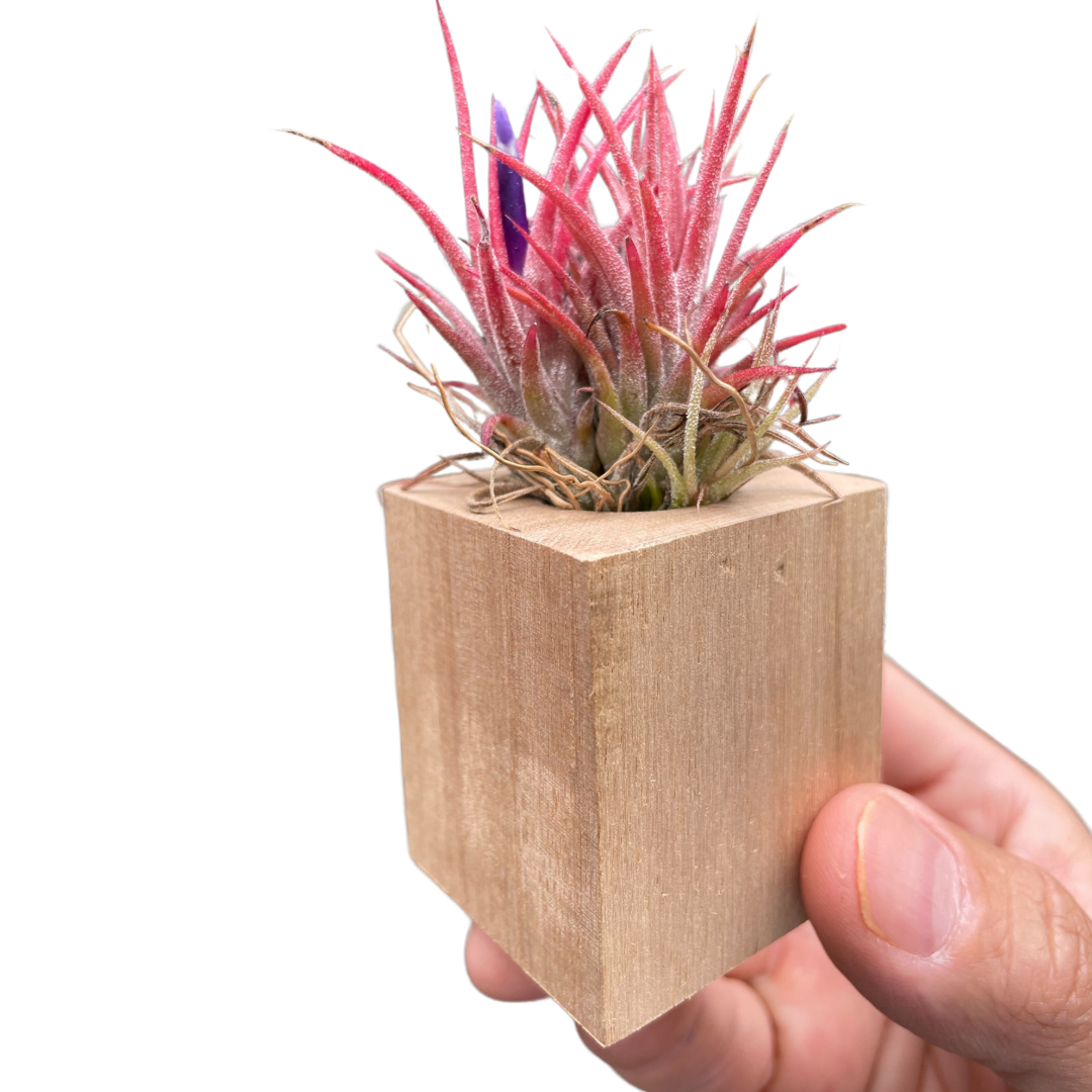Tillandsia Air Plant Ionantha in Magnetic Wood Planter - Holiday Corner