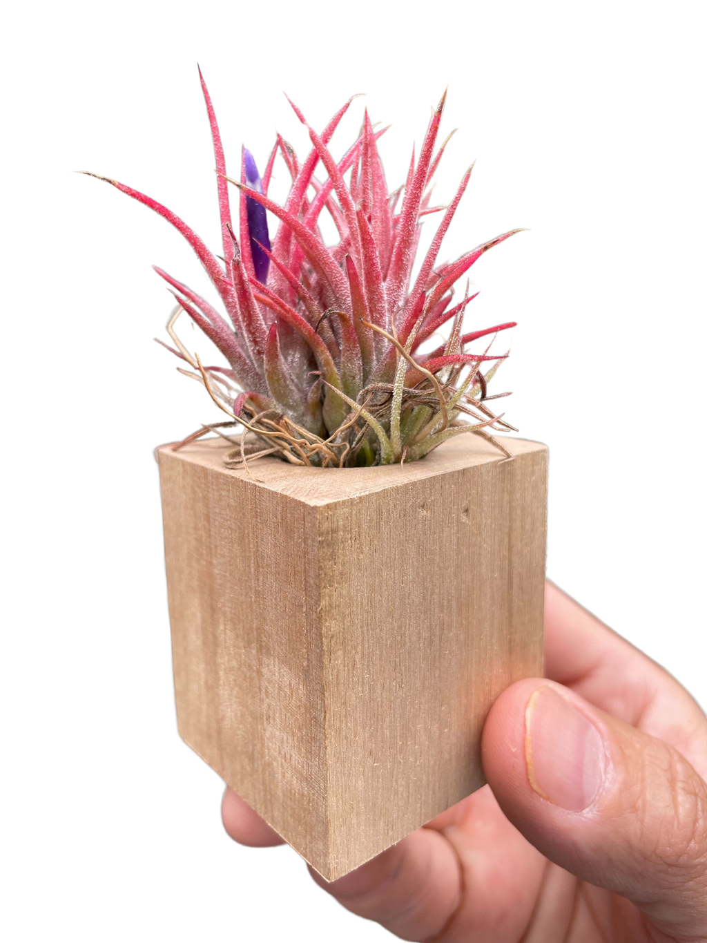 Tillandsia Air Plant Ionantha in Magnetic Wood Planter - Holiday Corner