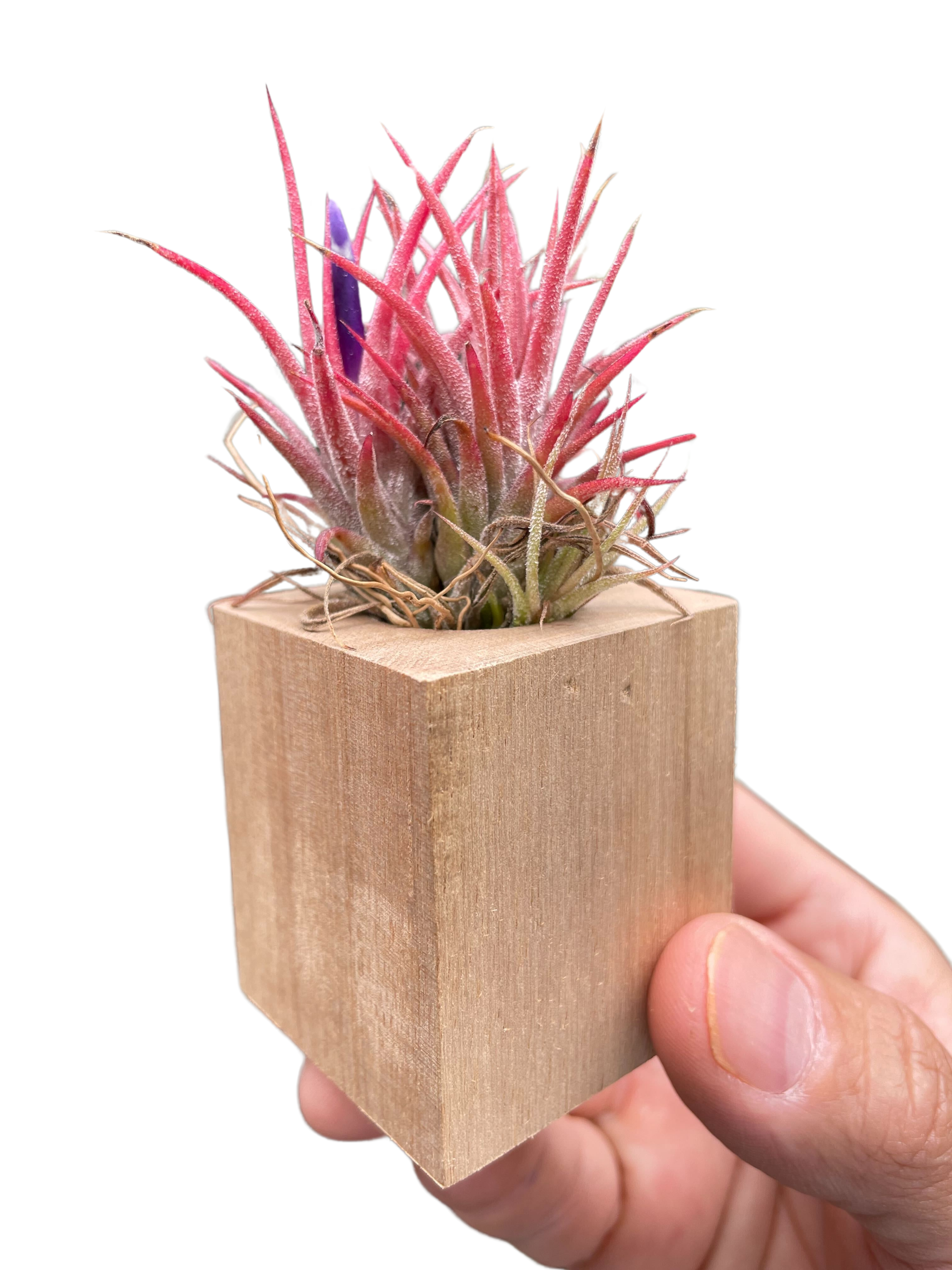 Tillandsia Air Plant Ionantha in Magnetic Wood Planter - Holiday Corner