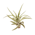 Tillandsia Air Plant Veluntina - Holiday Corner