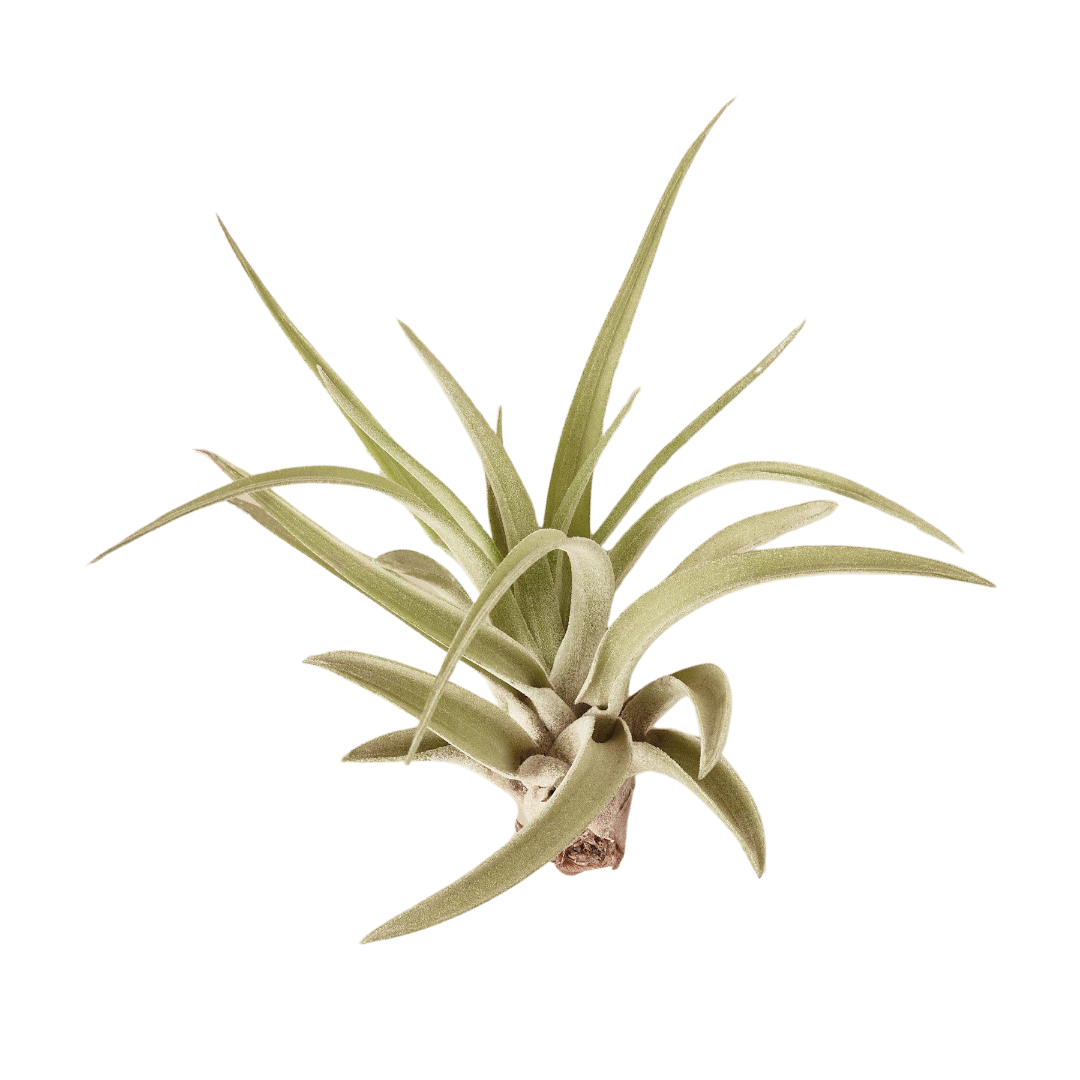 Tillandsia Air Plant Veluntina - Holiday Corner