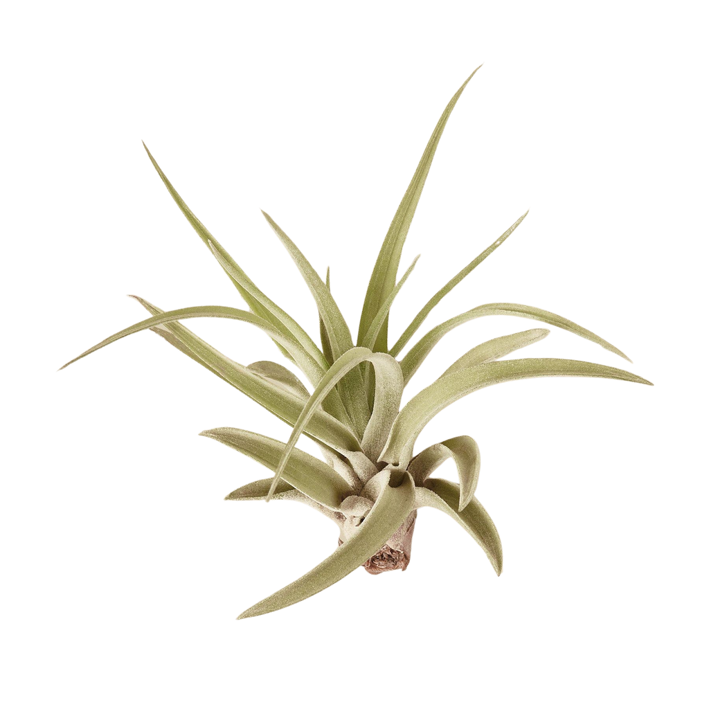 Tillandsia Air Plant Veluntina - Holiday Corner
