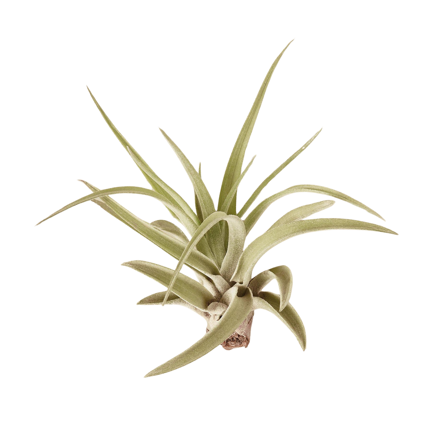 Tillandsia Air Plant Veluntina - Holiday Corner