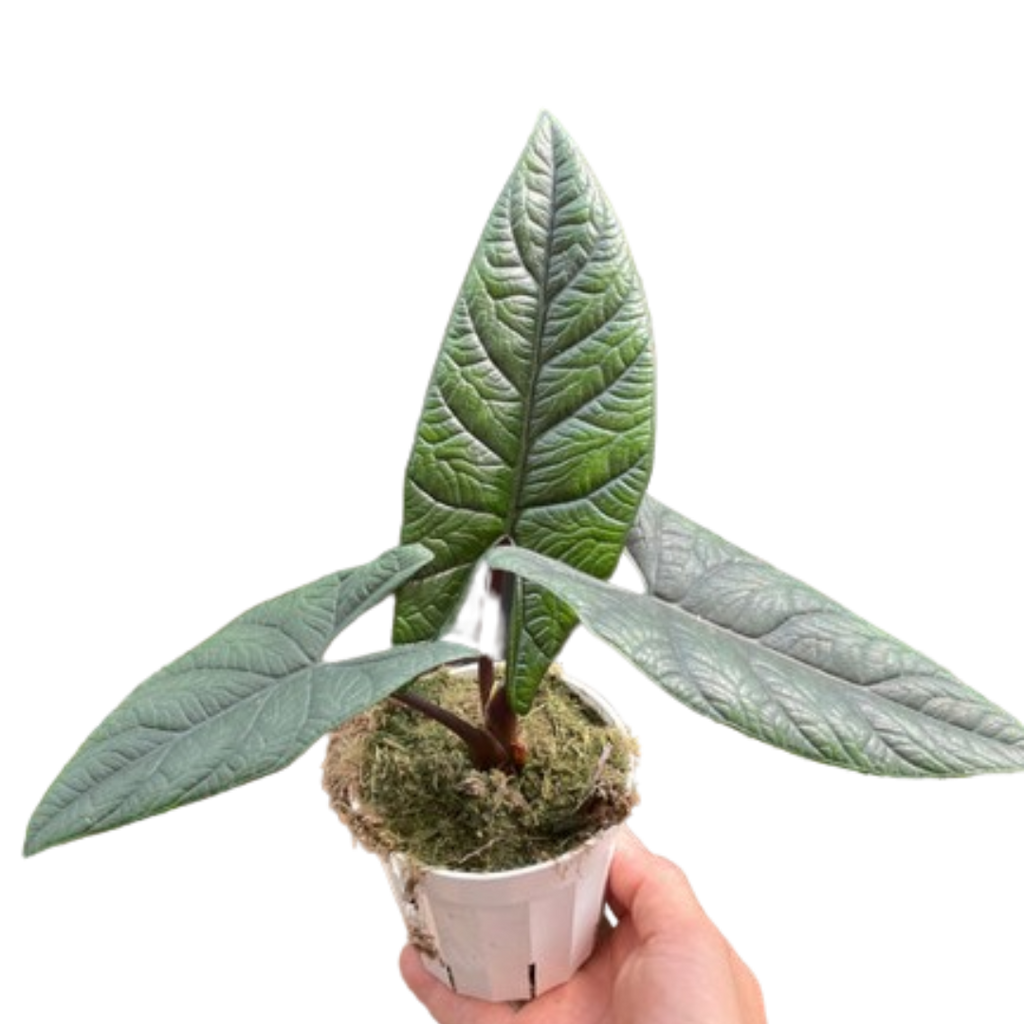 Alocasia 'Scalprum' - Holiday Corner